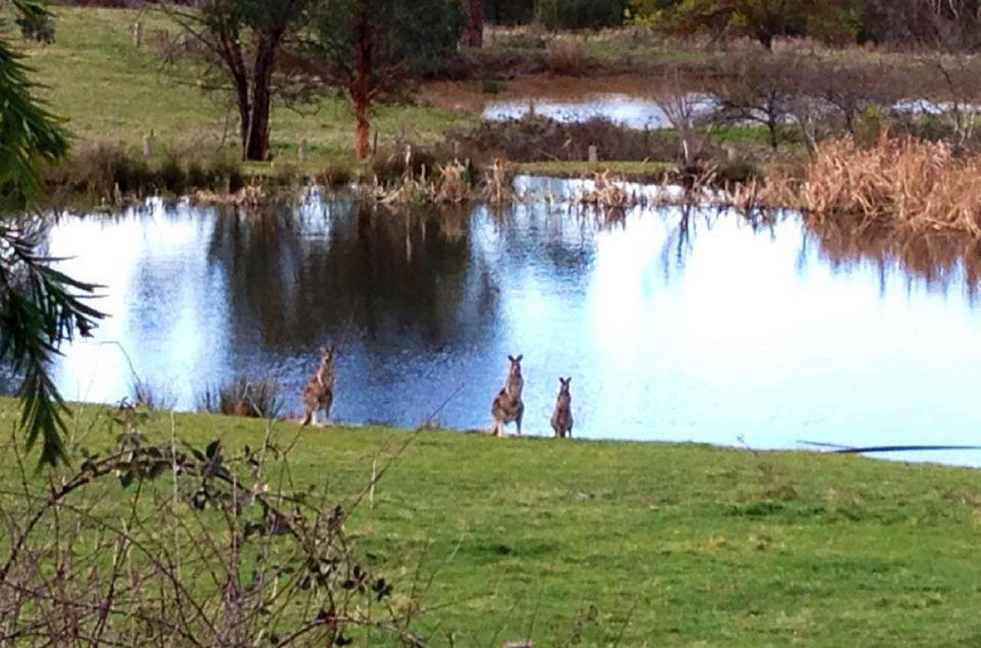 Australian Home Away @ Wonga Park Brushy Creek Luaran gambar
